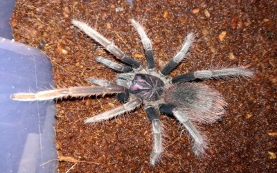 Xenesthis Sp White Sling Tarantula